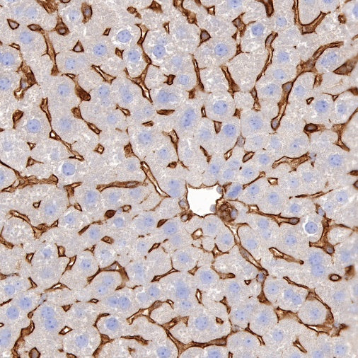 Paxillin Recombinant Rabbit mAb (S-619-12)