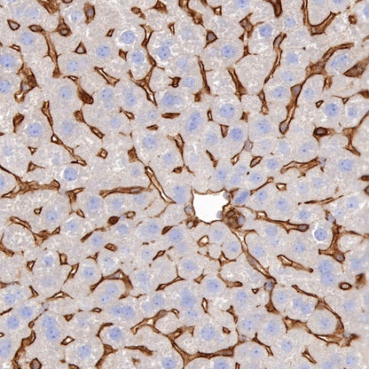 Paxillin Recombinant Rabbit mAb (S-619-12)