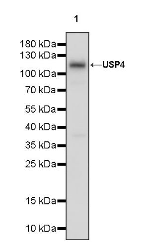 USP4 Recombinant Rabbit mAb (S-1434-6)