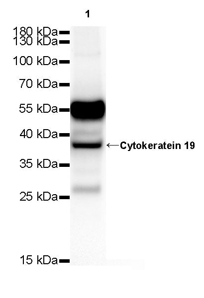 Cytokeratin 19 Recombinant Rabbit  mAb,PBS Only (SDT-107-19)