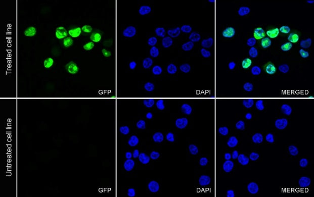 GFP Recombinant Rabbit mAb (Alexa Fluor® 488 Conjugate) (S-296-32)