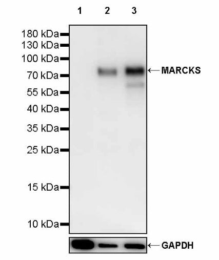 MARCKS Recombinant Rabbit mAb (S-3190-72)