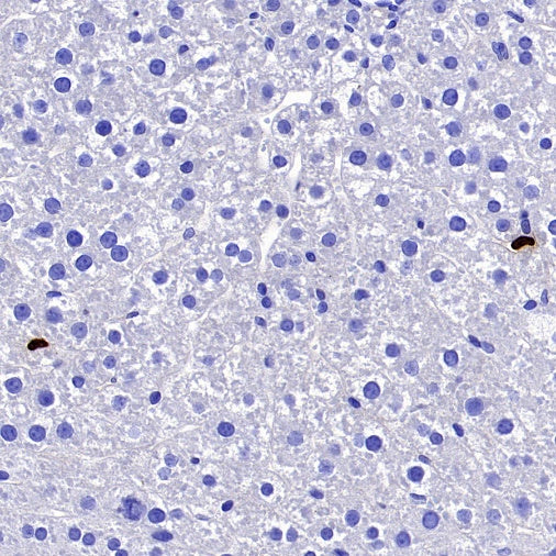 Lipocalin-2/NGAL Recombinant Rabbit mAb (S-2280-129)