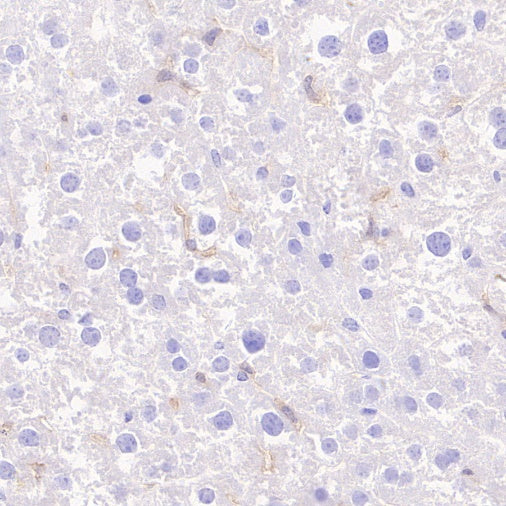 F4/80 Recombinant Rat mAb (S-942-1)