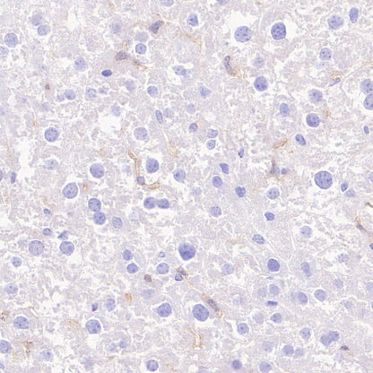 F4/80 Recombinant Rat mAb (S-942-1)