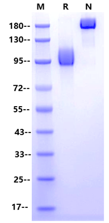 TrkB Fc Chimera Protein, Human