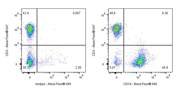 Rat Anti-Mouse CD19 Antibody (1D3)