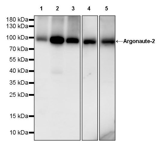 Argonaute-2 Recombinant Rabbit mAb (S-1826-47)