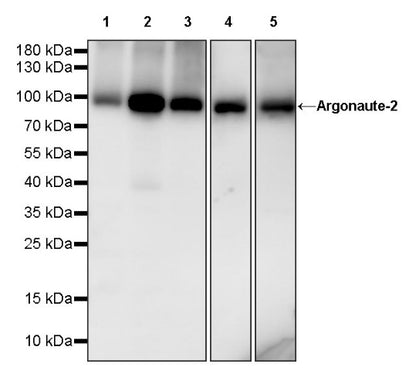 Argonaute-2 Recombinant Rabbit mAb (S-1826-47)
