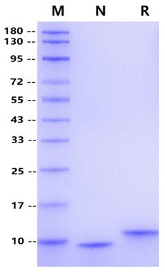 IL-15 Protein, Human