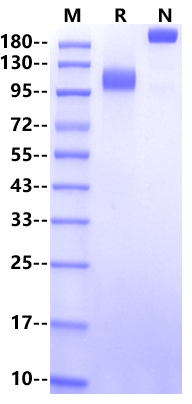 E-Selectin/CD62E Fc Chimera Protein, Mouse