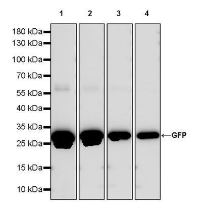 GFP Recombinant Rabbit mAb (S-296-169)