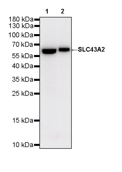 SLC43A2 Recombinant Rabbit mAb (S-4492-33)