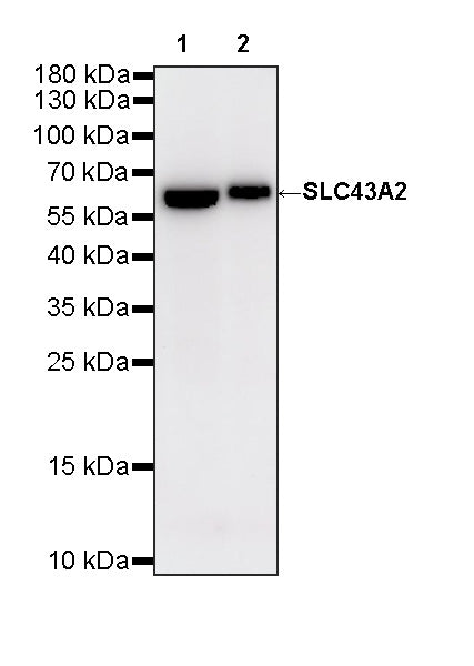SLC43A2 Recombinant Rabbit mAb (S-4492-33)