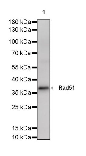 Rad51 Recombinant Rabbit mAb (S-R347)