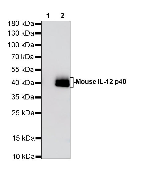 Invivo anti-Mouse IL-12 p40 Reconbinant mAb