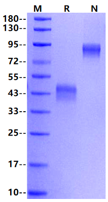 BAFFR Fc Chimera Protein, Human