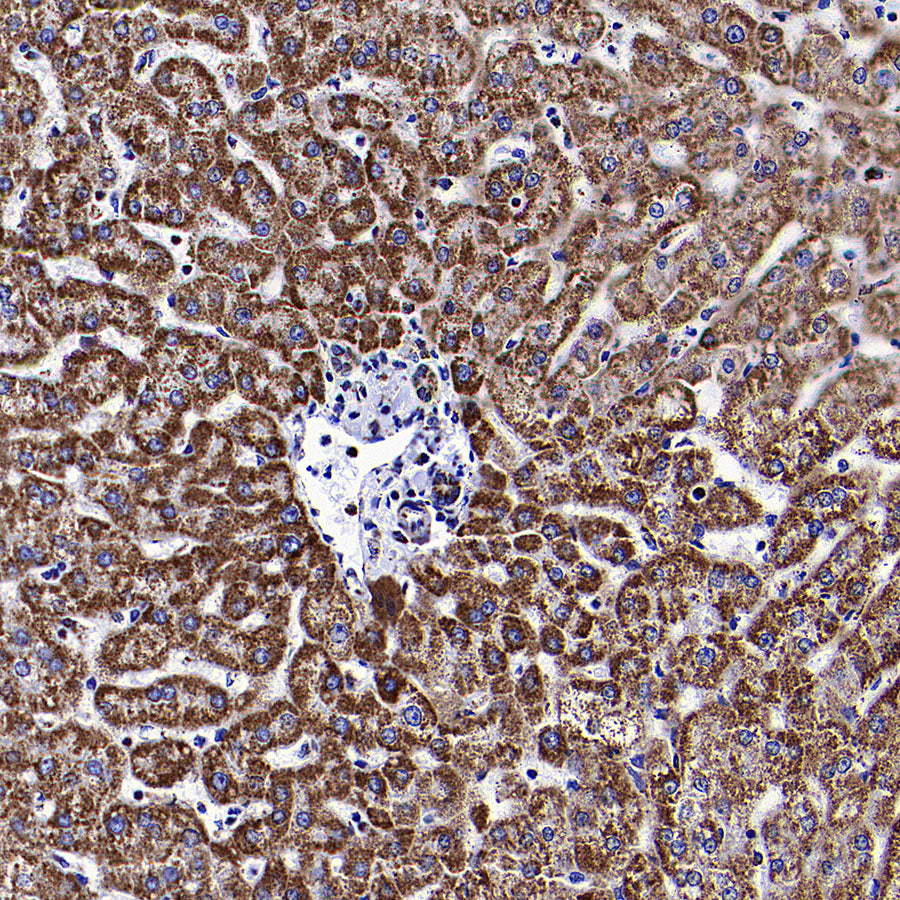 COXIV Recombinant Rabbit mAb (S-5358)