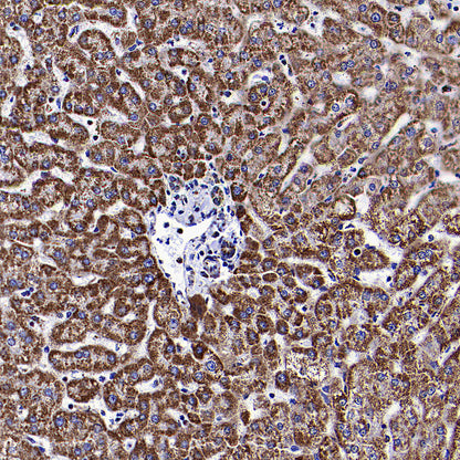 COXIV Recombinant Rabbit mAb (S-5358)