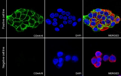 CD44v6 Recombinant Rabbit mAb (S-944-13)