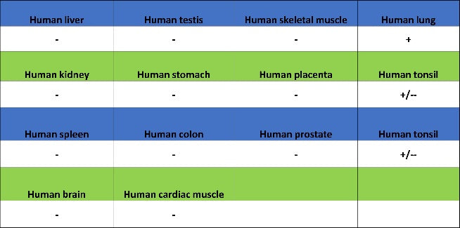 NaPi2b/SLC34A2 Recombinant Rabbit mAb, PBS Only (SDT-1771-79)