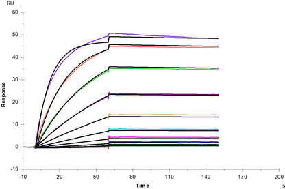 Biotinylated CD19 His&Avi Tag Protein, Human