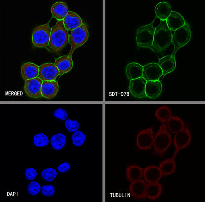 S-RMab® EpCAM Recombinant Rabbit mAb(SDT-078-13)
