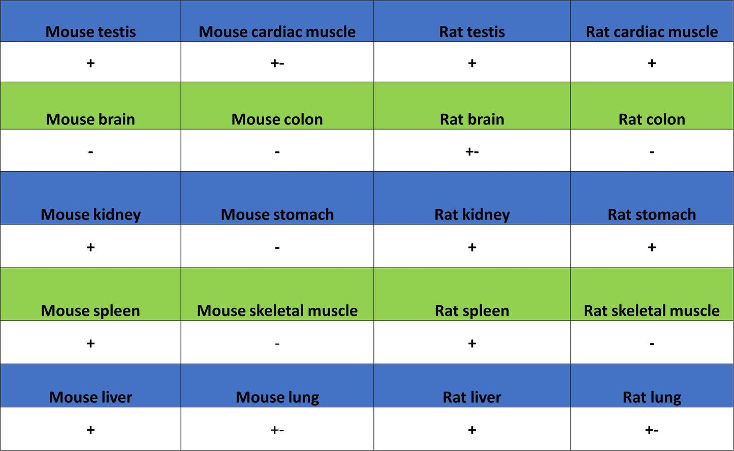 CDK11/CDC2L2/CDK11A Recombinant Rabbit mAb (S-3994-75)