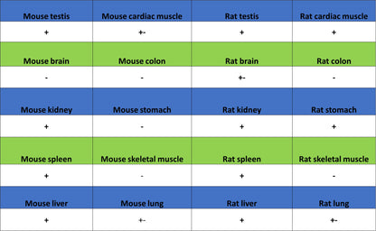 CDK11/CDC2L2/CDK11A Recombinant Rabbit mAb (S-3994-75)
