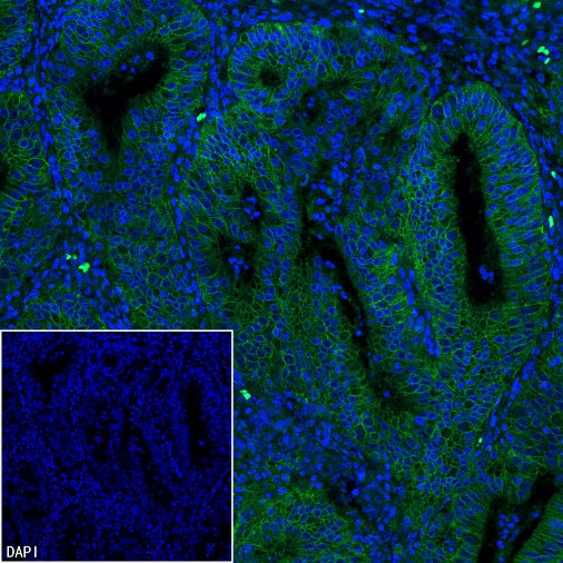 EpCAM Recombinant Rabbit mAb (Alexa Fluor® 488 Conjugate) (S-078-128)