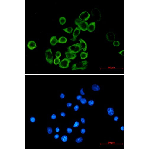 eIF2A Recombinant Rabbit mAb