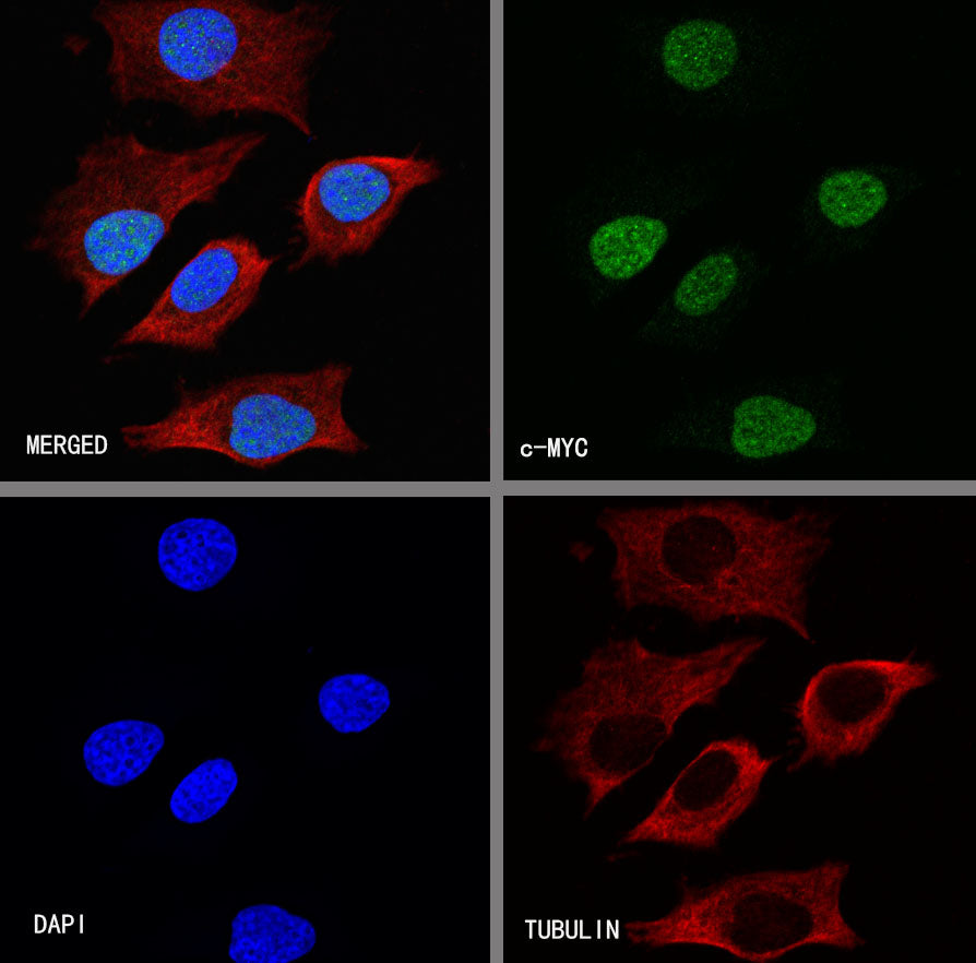 S-RMab® c-Myc Recombinant Rabbit mAb (SDT-R138)