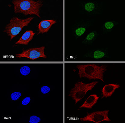 S-RMab® c-Myc Recombinant Rabbit mAb (SDT-R138)