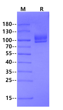 Biotinylated TPBG/5T4 Fc&Avi Tag Protein, Human