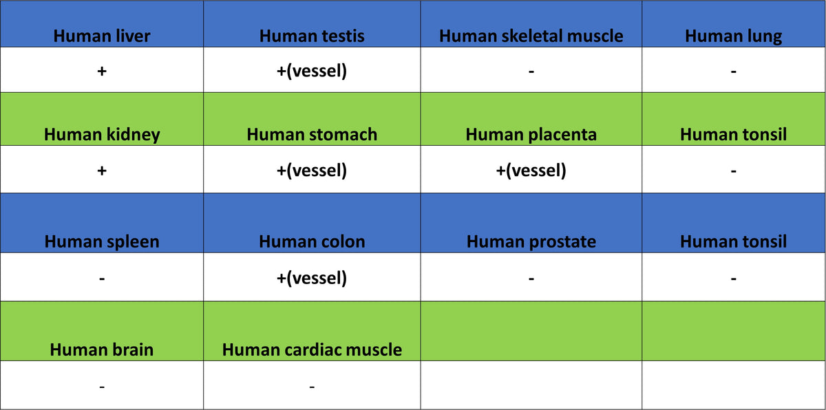 Factor XII (FXII) Recombinant Rabbit mAb (S-4487-31)