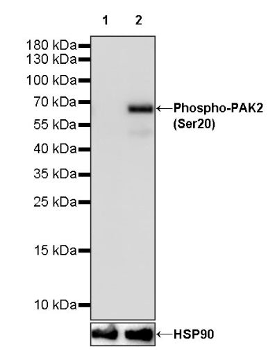 Phospho-PAK2 (Ser20) Recombinant Rabbit mAb (S-507-231)