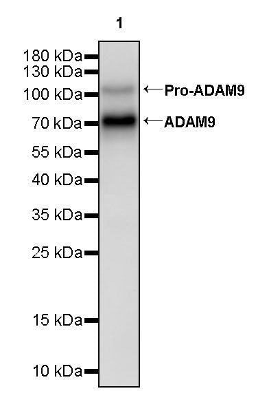ADAM9 Recombinant Rabbit mAb (S-3270-74)