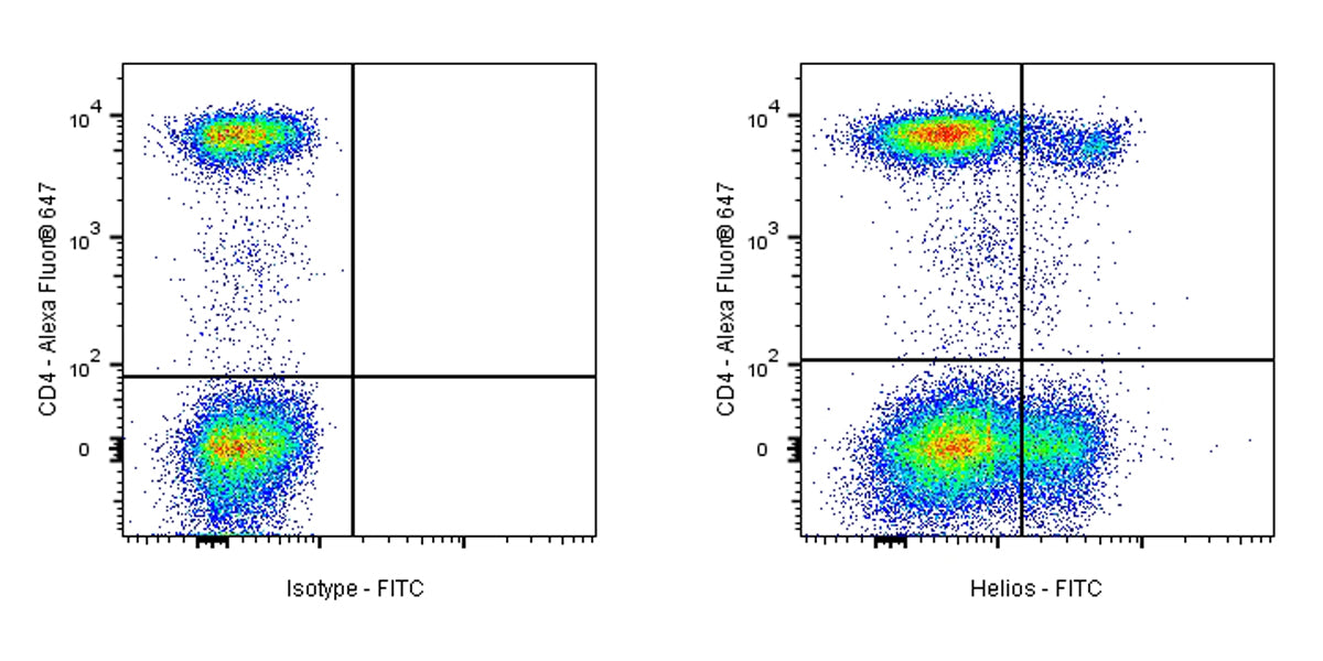FITC Armenian hamster Anti-Mouse/Human Helios Antibody (22F6)