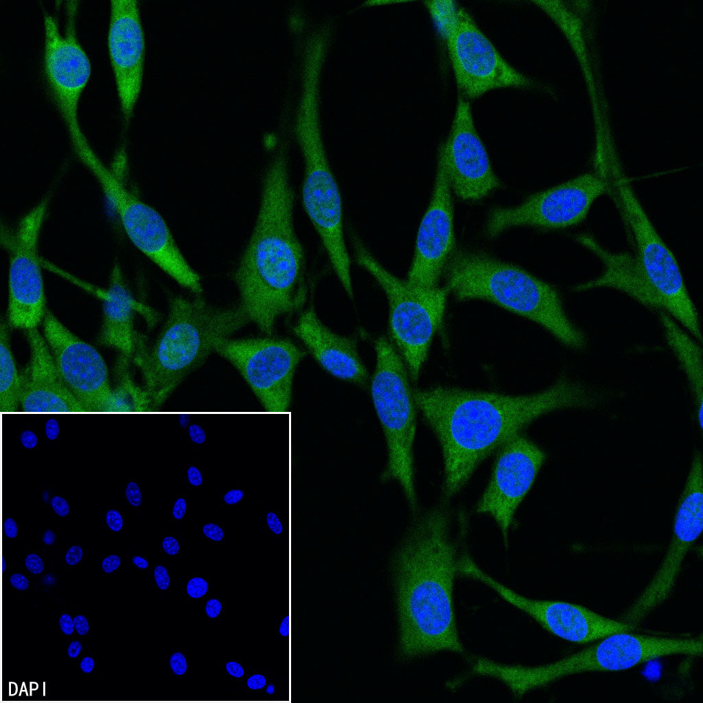 GAPDH Recombinant Mouse mAb (FITC Conjugate) (S-4721)