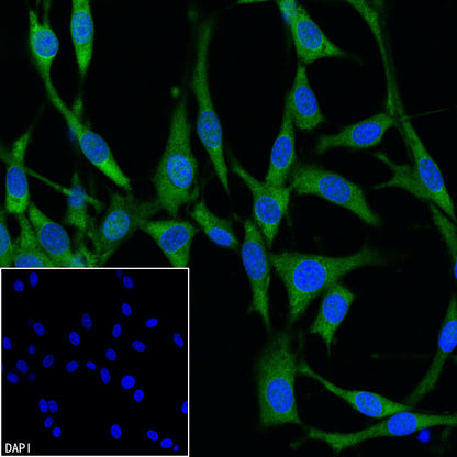GAPDH Recombinant Mouse mAb (FITC Conjugate) (S-4721)