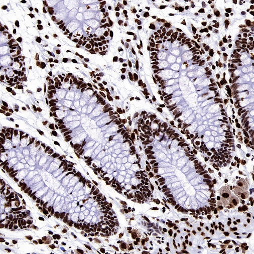 Histone H3.3 Recombinant Rabbit mAb (S-3883)