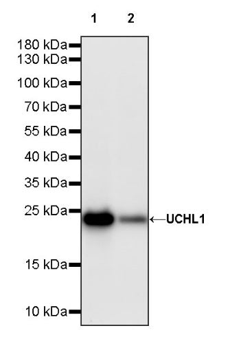 UCHL1 Recombinant Rabbit mAb (S-1765-38)