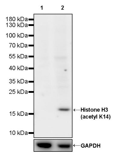 Histone H3 (acetyl K14) Recombinant Rabbit mAb (S-1664-7)