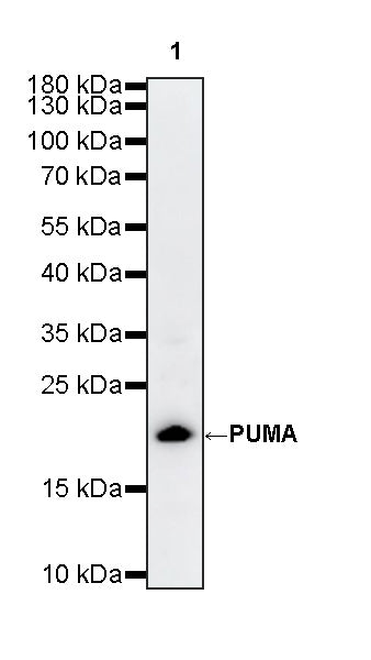 PUMA Recombinant Rabbit mAb