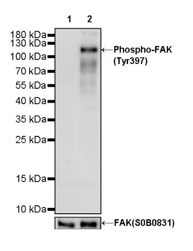 Phospho-FAK (Tyr397) Rabbit Polyclonal Antibody