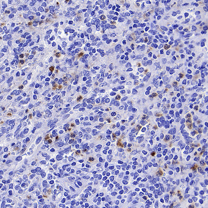 CD137 Recombinant Rabbit mAb (S-1726-175)