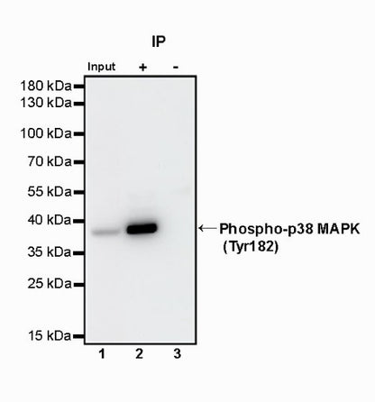 Phospho-p38 MAPK (Tyr182) Recombinant Rabbit mAb (S-617-138)