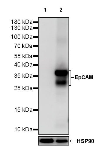 S-RMab® EpCAM Recombinant Rabbit mAb (SDT-078-128)