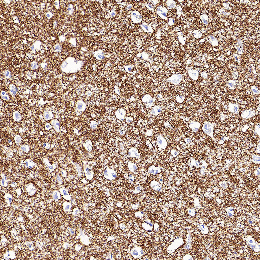 MOG Rabbit Polyclonal Antibody