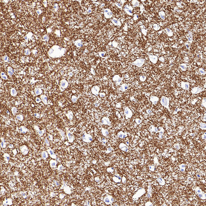 MOG Rabbit Polyclonal Antibody